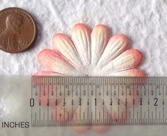 10 Flowers flower petals Apricot Peach Salmon handmade mulberry paper Daisy