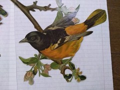 beautiful bird lot birds diecuts die cuts old vintage or antique scrapbooking