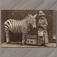 STICKER Zebra Victorian Lady Bucket Street Oddity Edwardian Portrait