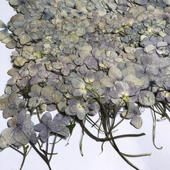 12PCS Pressed Dried Hydrangea Flower, natural pink purple, violet colors FHT32