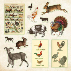 Zoological Ephemera Sticker Book (Over 680 Stickers!) (Sticker Books)