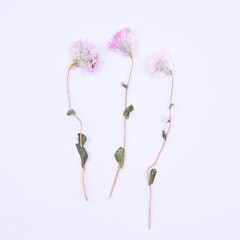 8PCS Real Pressed Dried flower natural white pink flower with stem, leaves FCD71