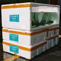60PCS Live Fish Stickers Shipping Supplies,Please Handle with Care This Side …