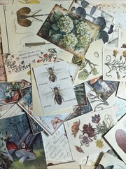 200+ cottage core mystical forest kit Lot Junk Journal Ephemera