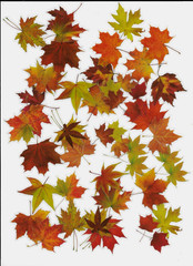 40pc Autumn Fall Foliage Sticker Pack PET Leaves Ephemera Journal Scrapbook