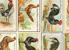 Chicken Illustrations, Antique Fancy Rooster Drawing Stickers, CUT & PEEL SHEET
