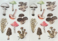 🦋2Lg MUSHROOM STICKERS Vintage NATURE Art Flower WILDFLOWER Junk Journal FLORAL