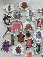 Medical Student Human Body Stickers (25)