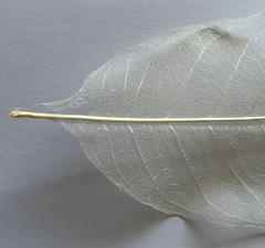 LARGE IVORY MAGNOLIA SKELETON LEAVES(3pc)Real•Natural•Christmas •Holiday•Bush