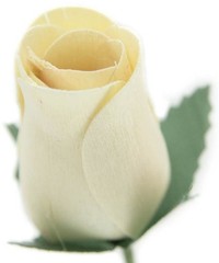 White Bunch of 8 Closed Bud Wooden Roses for Crafts Custom Bouquets and Other…