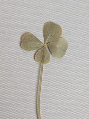 Real Dried & Pressed Four Leaf Clovers Set of 4 Natural Untreated USA Grown