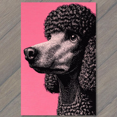 STICKER Elegant Poodle Dog Curly Fur Pink Background Fancy Serious Retro Style