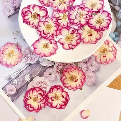 12PCS Real Pressed Dried flower, purple pink rose dried flower head FHT55