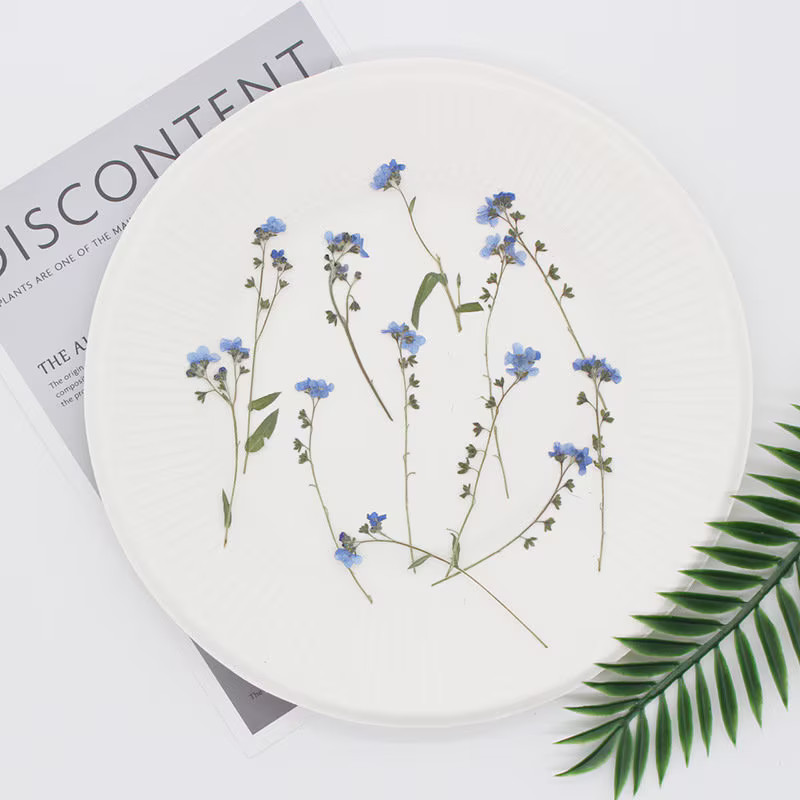 12PCS real Pressed dried forget me not flowers with Stem leaves FHT31