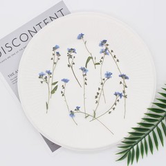 12PCS real Pressed dried forget me not flowers with Stem leaves FHT31