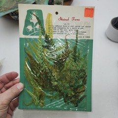 Lot 4 pkgs CHEMICAL STAINED pressed FERNS Taiwan Scrapbooking Paper Crafts NEW