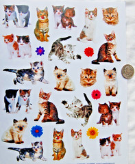 Current stickers CAT cats kitten kittens flowers photo real super cute adorable