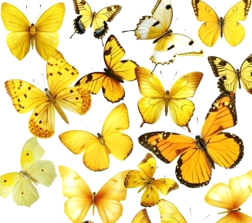 BEAUTIFUL VINYL BUTTERFLY STICKERS 7 7/8″X 5.75″ SHEET #1-R YELLOW Fast Shipping