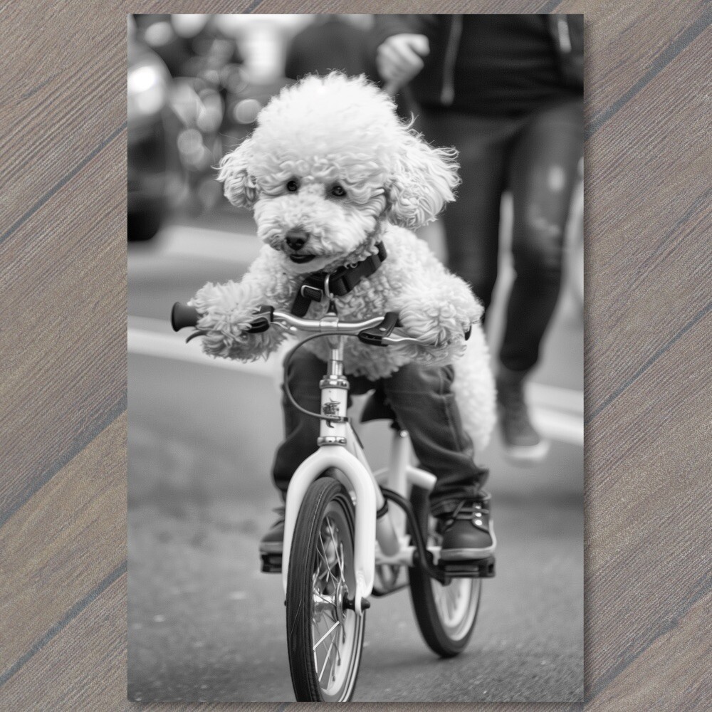 STICKER White Poodle Riding Bike Bicycle Funny Cute Strange Dog Weird Puppy Fu