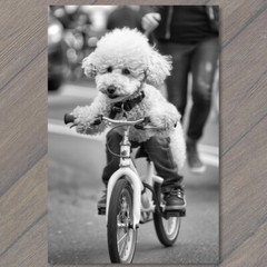 STICKER White Poodle Riding Bike Bicycle Funny Cute Strange Dog Weird Puppy Fu