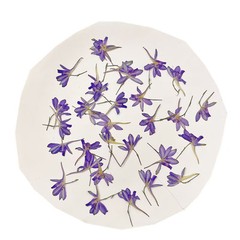 12PCS Real Pressed Dried Flower, purple Flower for art craft supply FHT10