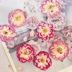 12PCS Real Pressed Dried flower, purple pink rose dried flower head FHT55