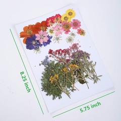 17 Types 48PCS Real Dried Pressed Flowers Leaf Plant Herbarium for Colorful