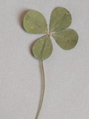 Real Dried & Pressed Four Leaf Clovers Set of 4 Natural Untreated USA Grown