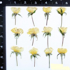 12PCS Real Side Pressed Dried White Rose Bud flower head with leaf stem FHT26