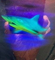 1992 HOLOGRAPHIC SHARK STICKER with DIVER IN BACKGROUND-GREAT DEPTH-GREAT COLORS
