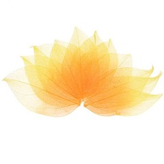 100-Pack Skeleton Leaves, Natural Rubber Leaves Vein[4-6cm, Yellow Tangerine]