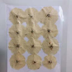12PCS Real Pressed Dried Off White Rose flower head for art Craft FHT27