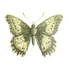 Vintage Butterfly Themed Waterproof Stickers Lot of 13