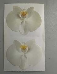 *Mrs. Grossman’s Stickers Flowers White Orchid 1/2 Sheet