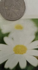 JOY FLOWER Stickers(9pc) Hallmark•Dream•Daisies•Garden •Poise•Blooms•Card Making