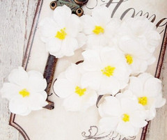 KRYSTAL 9 Pack WHITE Floral with Yellow Centre – PAPER – 40-45mm Manor House