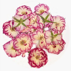 12PCS Real Pressed Dried flower, purple pink rose dried flower head FHT55