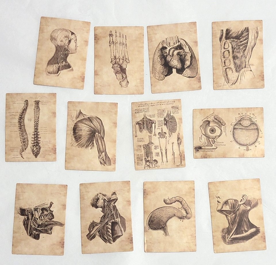 Victorian Trading 56 Human Anatomy Skeleton Sepia Planner Journal Stickers 30R