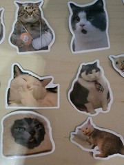 50 Cat Meme Stickers Kitty Faces Cute Cats Decals Laptop Phone Water Bottle
