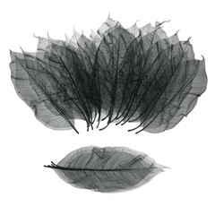 100 Pcs Skeleton Leaves for Scrapbook, 1.8-3.5 Inch, Black