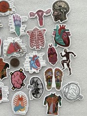 Medical Student Human Body Stickers (25)