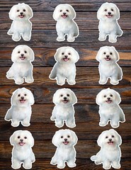 Maltese Dog Die Cut Vinyl Stickers Set Scrapbooking Laptop Waterbottle