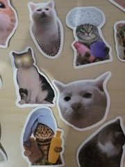 50 Cat Meme Stickers Kitty Faces Cute Cats Decals Laptop Phone Water Bottle