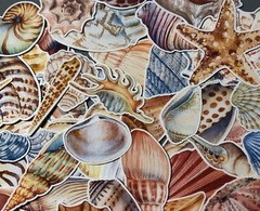 25 sea shell sticker pack, sticker bundle, ocean stickers, journal, scrapbook