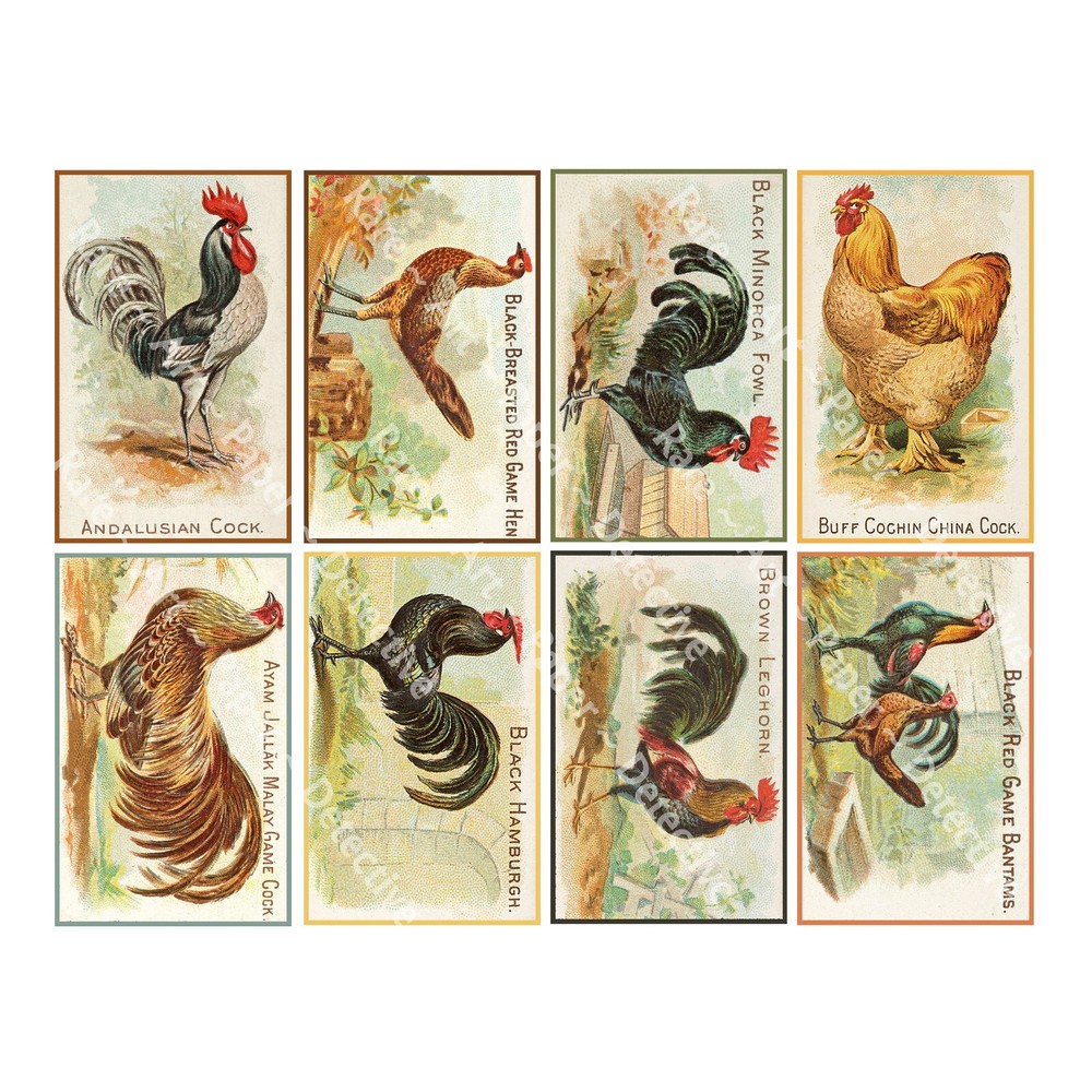 Chicken Illustrations, Antique Fancy Rooster Drawing Stickers, CUT & PEEL SHEET