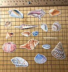 25 sea shell sticker pack, sticker bundle, ocean stickers, journal, scrapbook