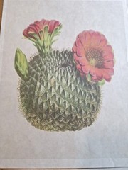 Lot Of 4 Cactus/Succulents 8×10 Prints Decoupage /Journals