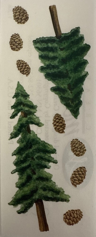 EVERGREEN TREE Stickers(9pc) Creative Memories Pine Tree