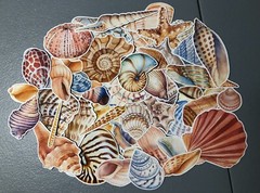 25 sea shell sticker pack, sticker bundle, ocean stickers, journal, scrapbook