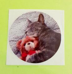 vintage 80s Exclamations! teddy bear w/ cat photograph sticker module